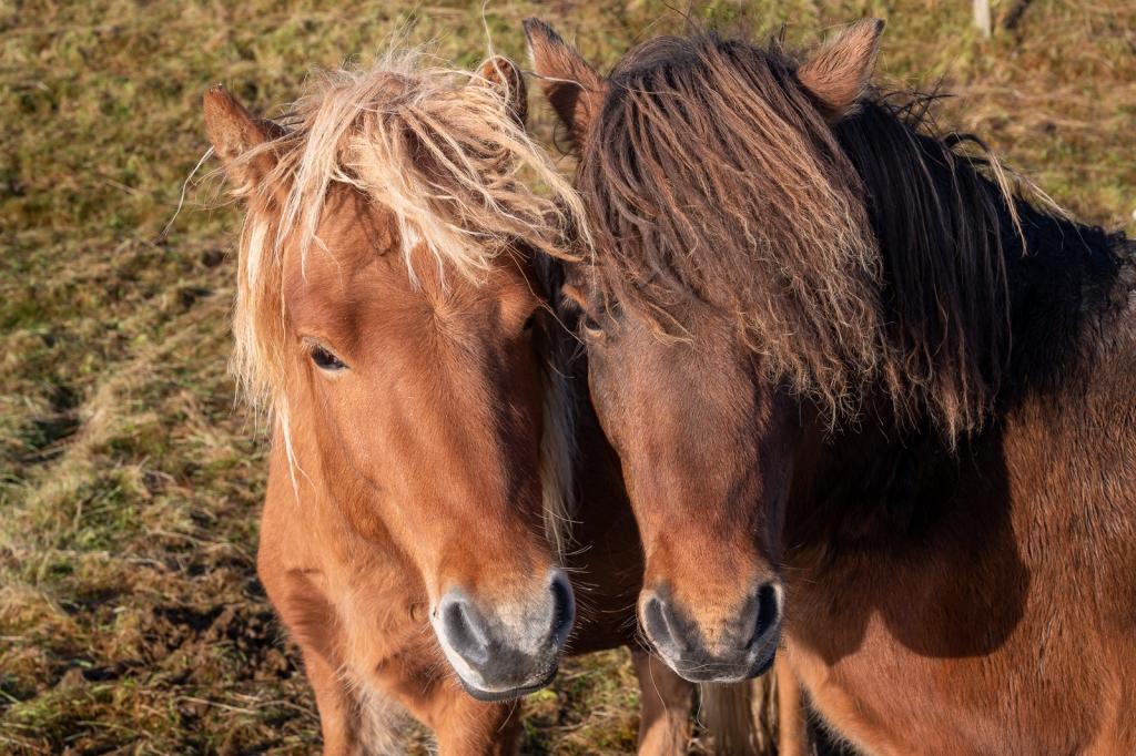 Two Faroese horses. The original horses on the Faroe Islands are among the most endangered animals on this planet. Less than 75 are left.